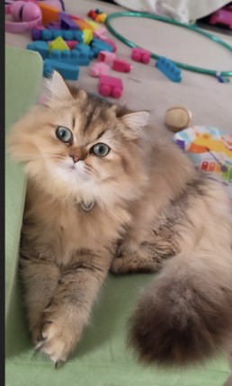 ROSIE